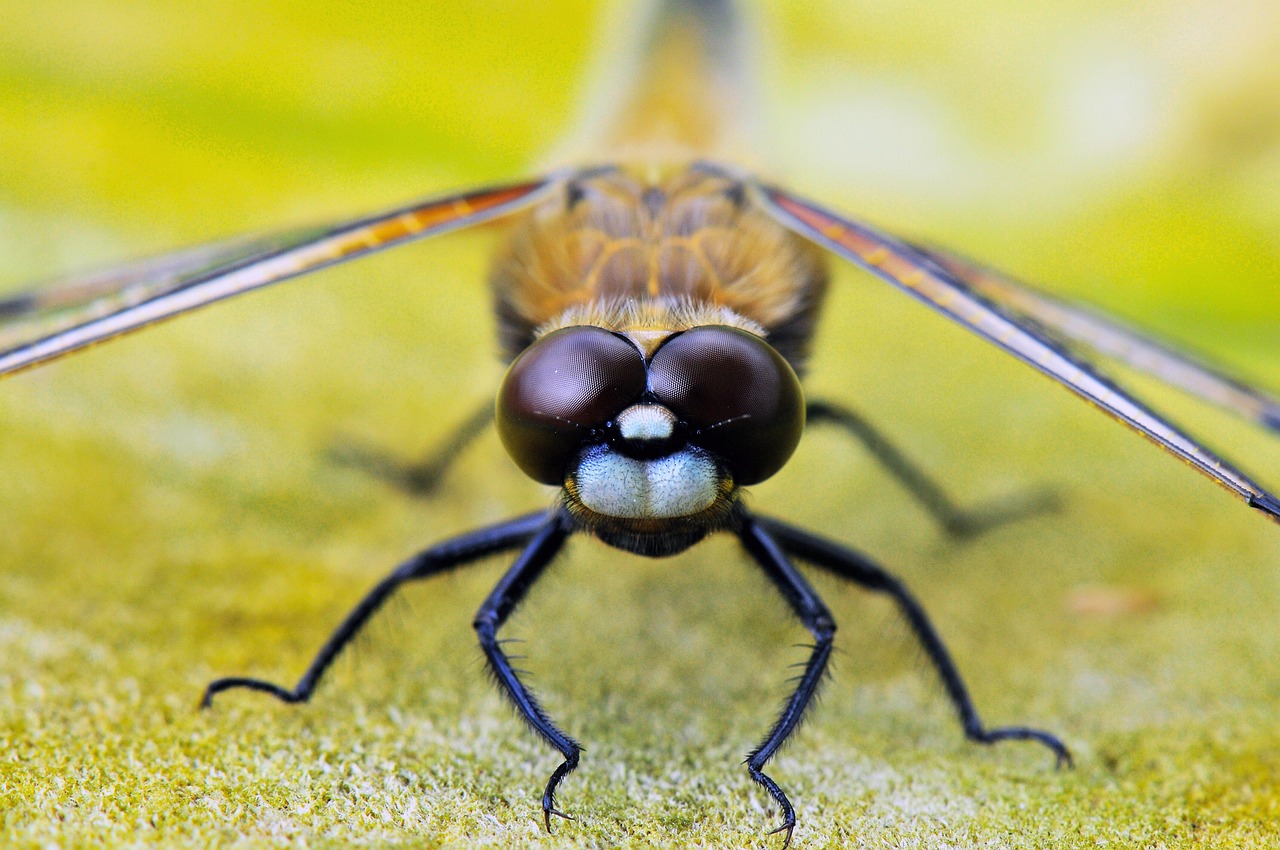 Dragonfly Energy appoints Denis Phares as interim CFO amid leadership shift